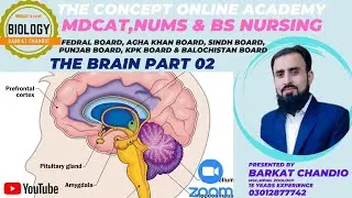 Human brain Structure And Functions | Class 12 Biology
