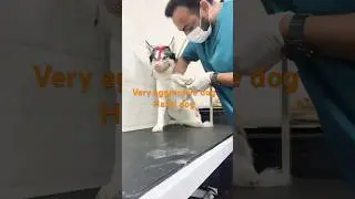 #dogs #cat #shortvideos #grooming #hashkey #doglife