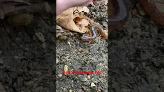 Red Salamander Flip ! @dayhikingandherpingdudes