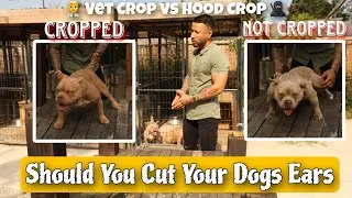 Should You Cut Your Dogs Ears