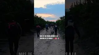 MAS DE 100 TRABAJADORES A LA COSECHA DE LA CEREZA 🍒 🇨🇦 PURO MEXICANO 🇲🇽 #shorts #buciovlogs #canada
