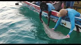 Tagging Critically Endangered Sharks and Rays - Guido Leurs