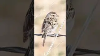Brewer's Sparrow Bird Song Video: Bird Call Nature Sound Effect