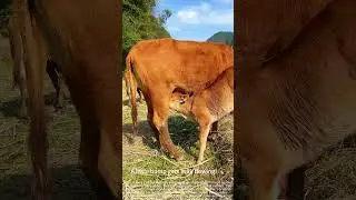 Baby calf's clever milk hack! 🍼✨