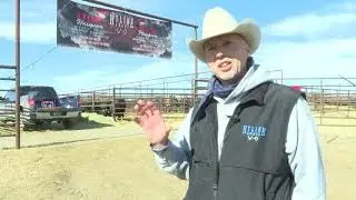 Preview: Annual Bull sale in Three Forks