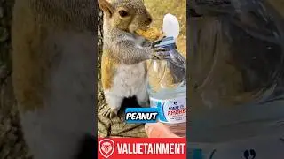 Squirrel&rsquo;s Epic Fail: Tries Hiding Peanut and Water Bottle, Gives Up! 🐿️💦