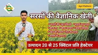 सरसों की खेती , Sarson ki kheti kab aur kaise kren , Mustard farming ,#सरसों की वैज्ञानिक खेती #2025