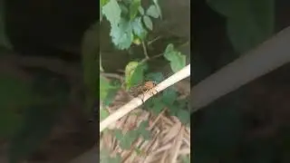#insects #nature #insectsofinstagram