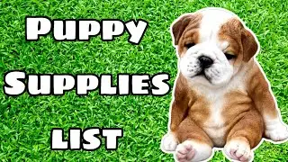 Ultimate English Bulldog Puppy Supplies List | Everything You Need for a New Bulldog Puppy