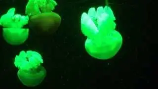 Colourful jelly fishes at under water world Pattaya Thailand