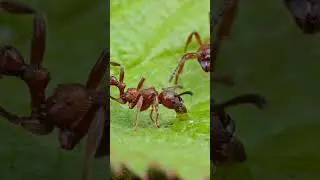 Fire Ant Drinkin Water