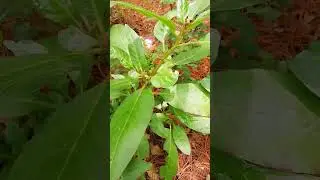 Planta rica en saponinas, ideal sustituto del jab&oacute;n. Conguera