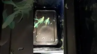 Vailtail Zebra 💚💚💚💚NFS #guppy #guppylover #myfarming #newguppystrain #guppyfarming #pets