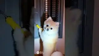 Dog Said: I Got This🐶