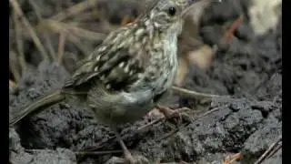 ORNITHOLOGY AS TOURIST RESOURCE ON THE COASTAL AREA OF LA JANDA