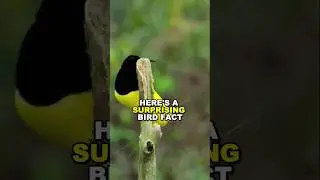Bird Bones vs. Feathers! 🦅✨ #birds #animals #facts
