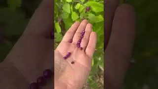 Американская красавица #собирательство #выживание #навыкивыживания #дикорастущиерастения #дикаяеда