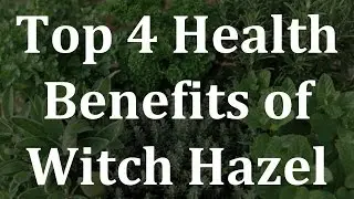 Top 4 Health Benefits of Witch Hazel