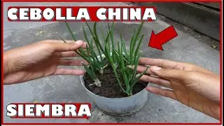 APRENDE A SEMBRAR BULBOS O CABEZAS DE CEBOLLA CHINA