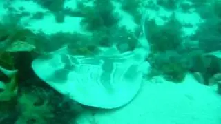 Southern Fiddler Ray