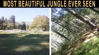 Sharan Jungle | Most Beautiful Place | To LIVE | 1 Amazing Day | Natural World | ManshiTop | #shorts