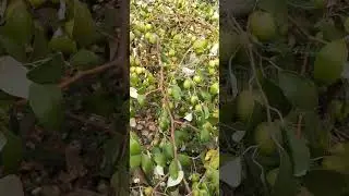taja bour/jujube tree#farming #nature #fruts #vegetable #plant