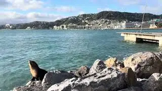 [030625] baby seal resting on rocks, Lambton Harbour near Te Papa Museum, Wellington, New Zealand