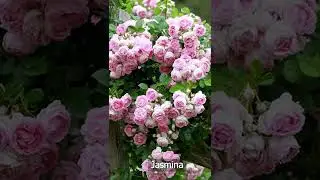 Розы плетистые. Особенности ухода