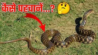 Checkered Keelback Snake In Hindi | Water Snake | Divad Saap