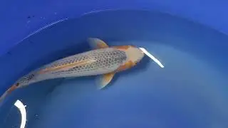 Nisai Asagi ca 40 cm ID 105