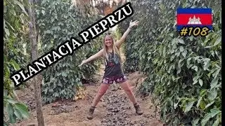 Gdzie i jak rośnie PIEPRZ?!