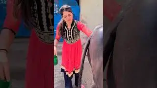 Baapu zamidar 🌾🌾#treandingshort #short #shorts #viralshorts #desi #animals #bull #murrah #desilife