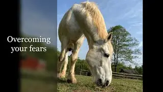 New Series: Overcoming Your Fear Around Horses