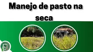 MANEJANDO PASTO NA SECA