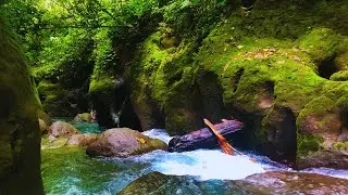 Calm Dawn Stream Flow with Birds Singing, Relaxing Morning Nature