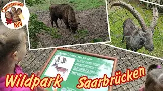 Wildpark Saarbr&uuml;cken Сестрички AVV