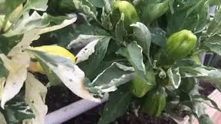 Growing Candy Cane/Chocolate Cherry sweet peppers in the desert!