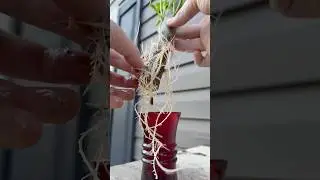 Update on Ogham and Actaeon 🧙🏻&zwj;♂️🌳⚔️ Hybrid Willow trees that I carved and propagated