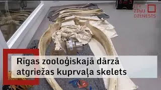 Pēc restaurācijas Rīgas zooloģiskajā dārzā atgriežas kuprvaļa skelets