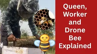 Drone, Worker & Queen Bee Explained | Live Honeycomb & Queen Bee Footage | Beekeeping Training