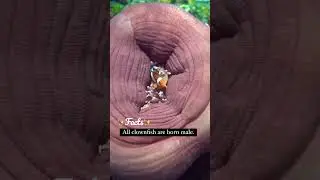 Where is Nemo? #clownfish #oceanlife #shortvideo #viralshort  #marineanimals