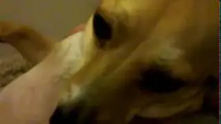 Fletcher The Dog Hates His Crate