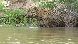 Only the Strong Survive | Jaguar&rsquo;s Fierce Life in the Amazon Rainforest