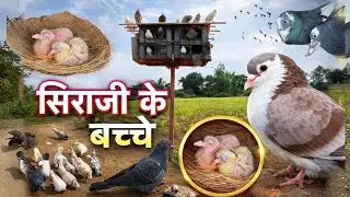 Finally ak bar or siraji ke बच्चे ho gaye 😍 || siraji kabutar ke bachche