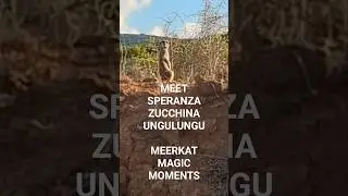 MEET SPERANZA ZUCCHINA UNGULUNGU - THE DOMINANT FEMALE #Meerkat #Meerkats #Suricate #Suricates