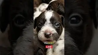 Puppies Can't See their Mom at Birth 👀 #dog #dogowner #pets