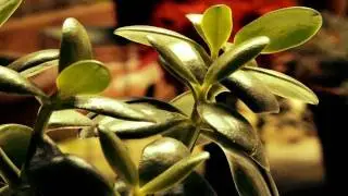 Beautiful Canon HF S10 shots in FULL 1080p