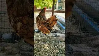 golden Sebright bantam 🥰 #shorts #ytshorts #trending #youtubeshorts