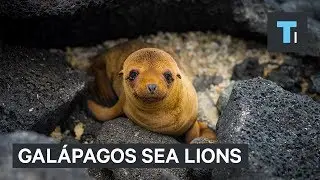 Incredible footage of the Gal&aacute;pagos sea lions &mdash; the welcoming party of the islands