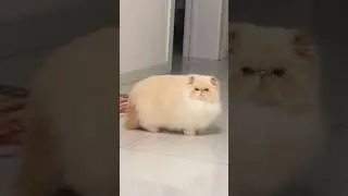 She Is A Super Fluffy Cloud 😻